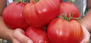 Charakteristika a opis odrody paradajok Sibírsky zázrak, jeho výnos