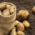 ¿Cómo plantar patatas correctamente para obtener una buena cosecha?
