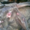 Síntomas y tratamiento de las enfermedades del conejo, que son peligrosas para los humanos.
