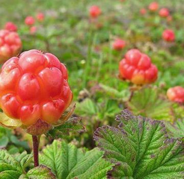 Manfaat dan bahaya petioles dari cloudberry, sifat dan resipi untuk digunakan dalam perubatan tradisional