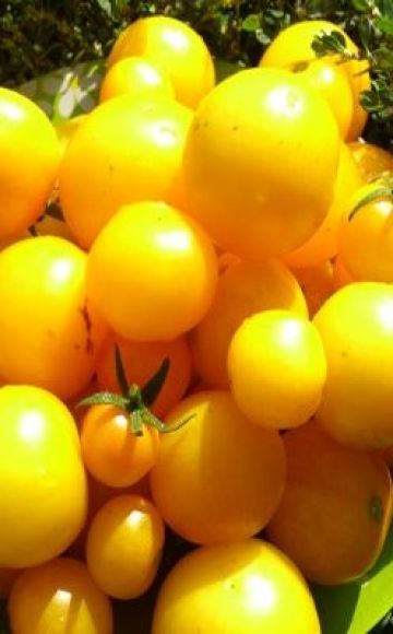 Popis odrůdy rajčat Meruňka, vlastnosti pěstování a péče