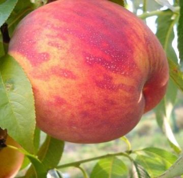 Penerangan dan ciri-ciri varietas, penanaman dan penjagaan peach Duta Besar Damai