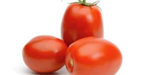 Beskrivelse af sortens tomat Slivovka og dens egenskaber