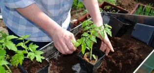 I tempi di quando piantare pomodori per piantine per la regione di Mosca