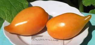 „Buratino“ pomidorų veislės aprašymas, jo savybės ir produktyvumas