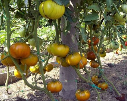 Pomidorų veislės „Malachite box“ charakteristikos ir aprašymas, derlius