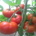Egenskaber og beskrivelse af tomatsorten Alyoshka F1 og nuancerne inden for landbrugsteknologi
