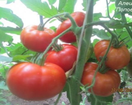 Egenskaper och beskrivning av tomatsorten Alyoshka F1 och nyanserna inom jordbruksteknik