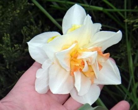 Description and characteristics of the Replit daffodil, cultivation and care