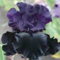 50 odrůd irisových odrůd s popisy a vlastnostmi
