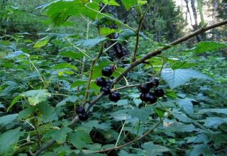 Kiek metų juodieji serbentai gyvena vienoje vietoje, vaisiaus augimo laikas