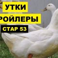 Opis patki pasmine Star-53, njihov uzgoj i hranjenje kod kuće