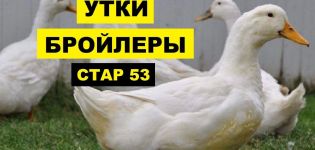 A Star-53 fajta kacsáinak leírása, tenyésztése és otthoni táplálása