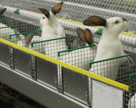 Huruvida ett kaninavelsföretag är lönsamt, fördelar och nackdelar och hur man organiserar