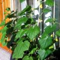 Како посадити, опрашити и узгајати краставце на балкону и прозорским даскама