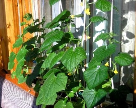 Hoe komkommers op het balkon en de vensterbank te planten, bestuiven en laten groeien