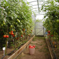 What are the best, productive and disease-resistant tomato varieties for a greenhouse