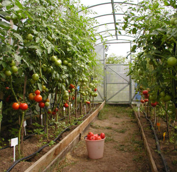 Aké sú najlepšie, produktívne a proti chorobám odolné odrody paradajok pre skleník