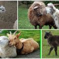 Beskrivelse og karakteristika for gede- og fårhybrid, egenskaber ved indholdet