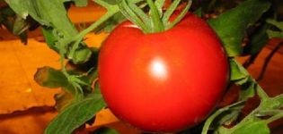 Pomidorų veislės Vasilijus aprašymas, jo ypatybės ir auginimas