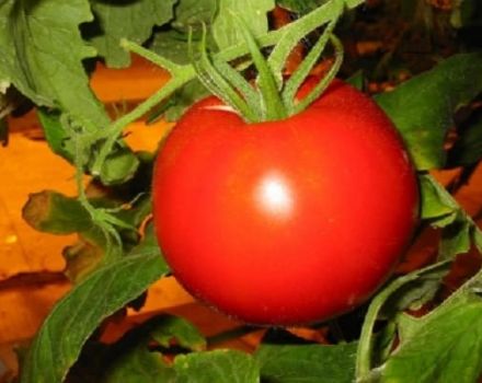 Beschrijving van de tomatenvariëteit Vasily, zijn kenmerken en teelt