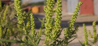 Measures for effective ragweed control and descriptions of the best herbicides against weed