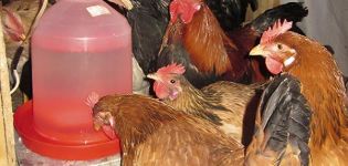 Types and requirements for drinking bowls for chickens, how to do it yourself