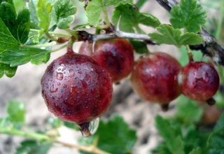 Beskrivning och egenskaper hos konsuls krusbärsorten, odling och skötsel