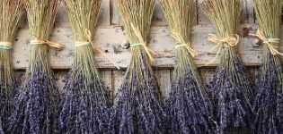 How can you dry lavender at home, timing of collection and preparation