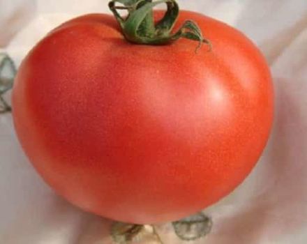 Description de la variété de tomate Ale, caractéristiques de culture et d'entretien