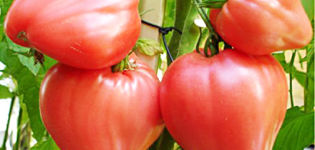 Produktivita, vlastnosti a popis odrůdy rajčat býčího srdce