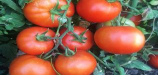 Características y descripción de la variedad de tomate Server F1