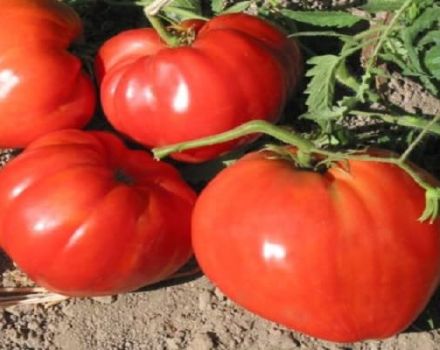 Opis odrody paradajok odrody Novosibirsk, znaky pestovania a starostlivosti