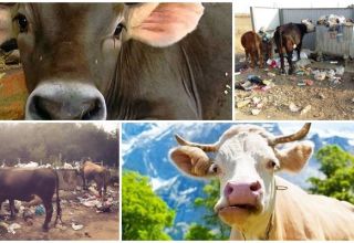 Hvad skal man gøre, hvis en ko spiste en plastikpose og mulig fare