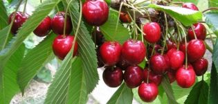 De bästa sorterna av körsbär för odling i Moskva-regionen, plantering och vård
