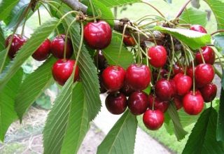 De bedste sorter af kirsebær til dyrkning i Moskva-regionen, plantning og pleje