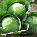 Description of the Gloria f1 cabbage variety, features of cultivation and care