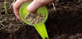 Hogyan és mikor lehet koriandervet vetni, termeszteni és gondozni a tél előtt