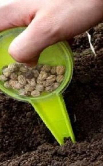 Hur och när man ska så, växa och ta hand om koriander före vintern