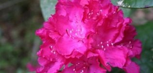 Beskrivning av Helliki rododendronsort, vård och odling av en blomma