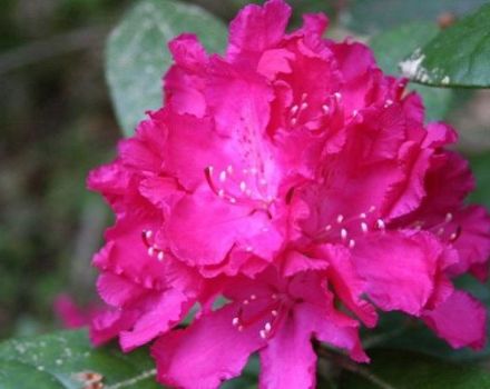 Beschrijving van de Helikiki-rododendronvariëteit, verzorging en teelt van een bloem