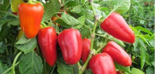 Plantera och ta hand om pepparplantor i Ural i ett växthus och öppet fält