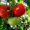 Pomidorų veislės Volgogradsky ankstyvas nokinimas 323 pobūdis ir aprašymas, derlius