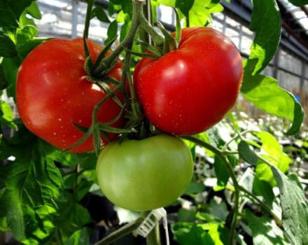 Egenskaper och beskrivning av tomatsorten Volgogradsky tidigt mognad 323, dess utbyte