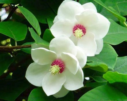 Výsadba a péče o magnolii v otevřeném poli, způsoby chovu