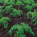 Regler för jordbruksteknik för odling av tomater i öppen mark och växthus