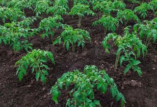 Rules of agricultural technology for growing tomatoes in open ground and greenhouse