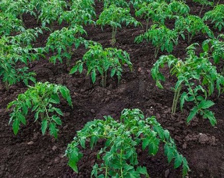 Pomidorų auginimo atvirame lauke ir šiltnamyje žemės ūkio technologijos taisyklės