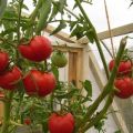 Kenmerken en beschrijving van de variëteit Hurricane-tomaten, de opbrengst