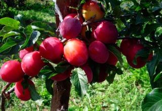 Description de la variété de prune Generalskaya, culture et entretien de l'arbre